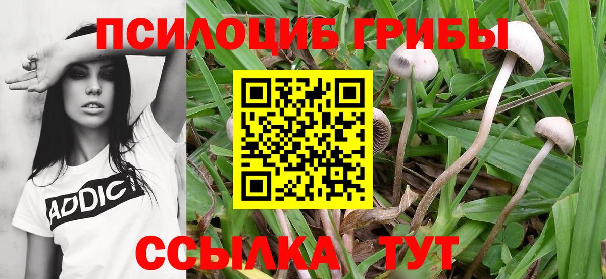 Псилоцибиновые грибы Psilocybine cubensis Артём